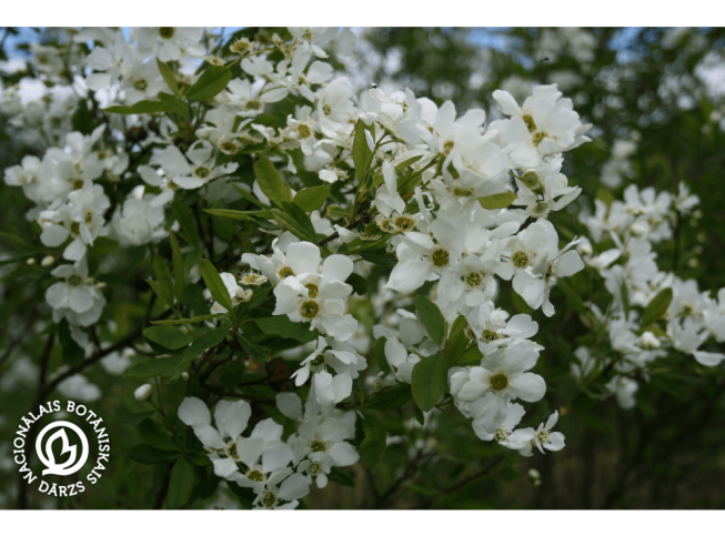 Exochorda racemosa